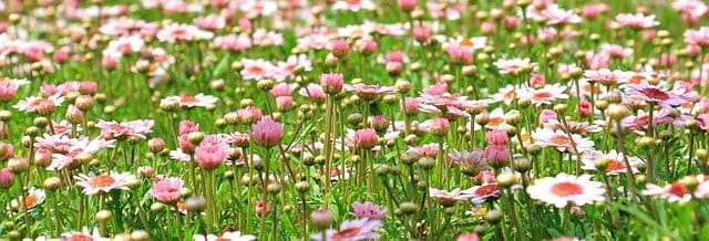 Aménager son jardin, choix des arbres, arbustes et fleurs 1 marguerite1