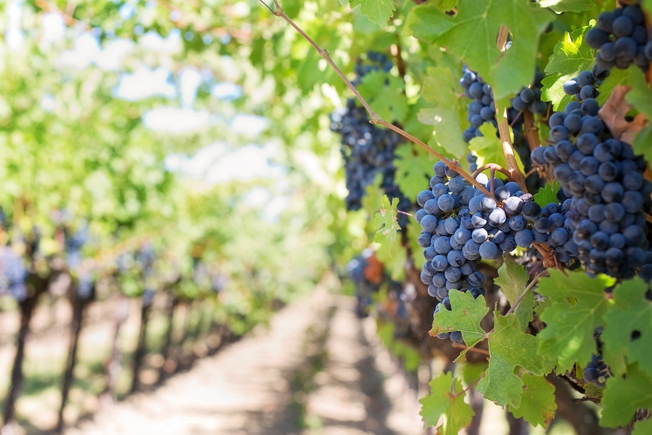 vendanges en famille
