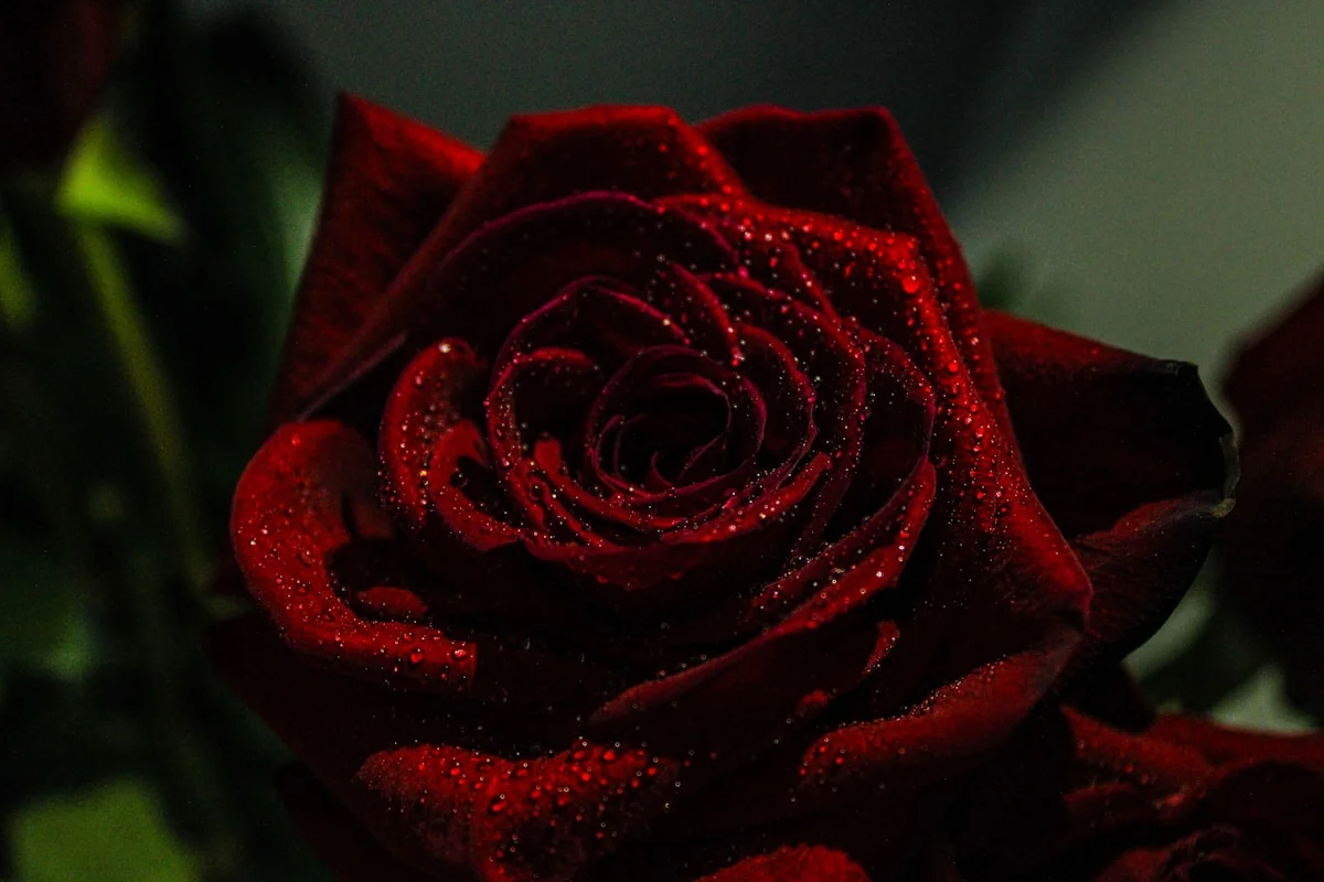 red rose in close up photography